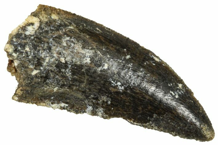 Serrated Raptor Tooth - Real Dinosaur Tooth #371478